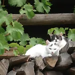 Biobauernhof Wegscheider Appartamento *