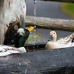 Biobauernhof Wegscheider Appartamento *
