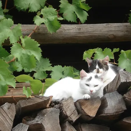 Wegscheider Apartment *