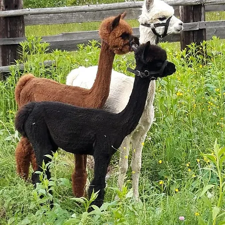 Apartment Wegscheider *