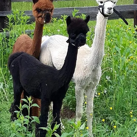 Wegscheider * Kotschach-Mauthen