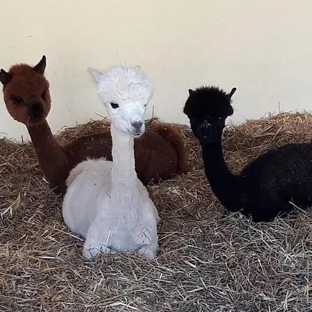 Wegscheider Apartment