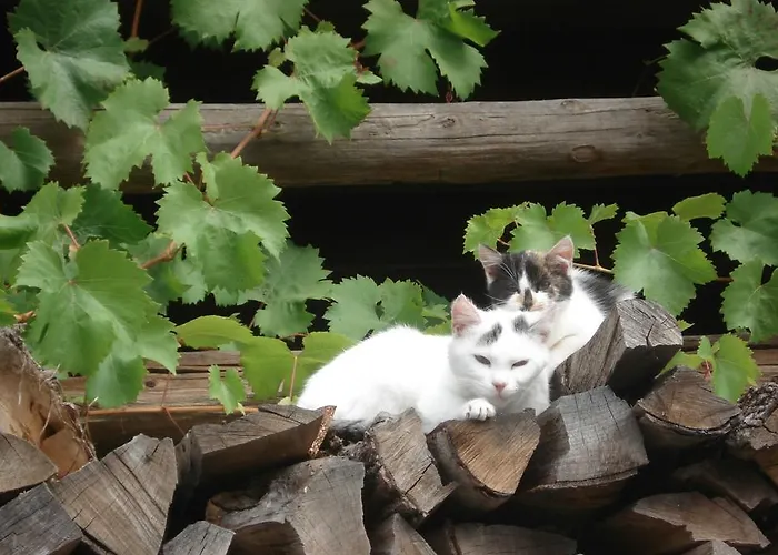 Wegscheider شقة *