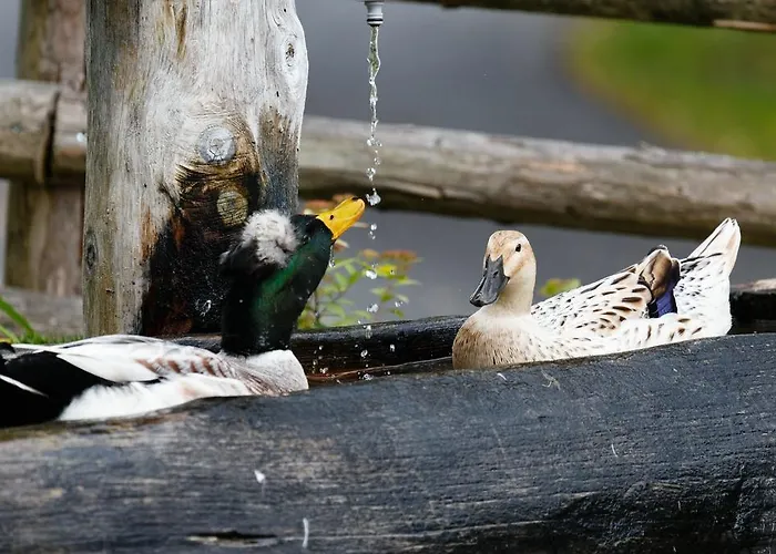 Wegscheider شقة *