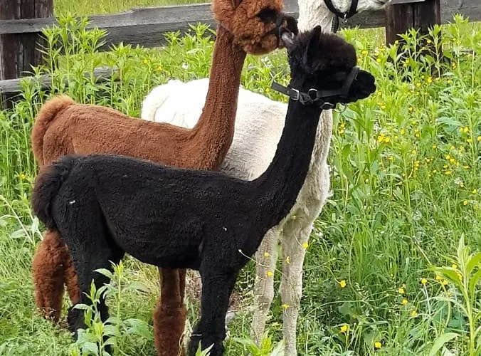 Apartment Wegscheider *