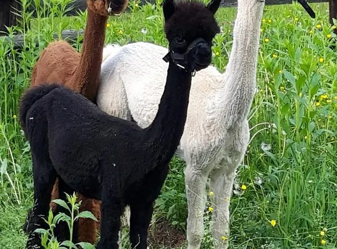 Wegscheider * Kotschach-Mauthen