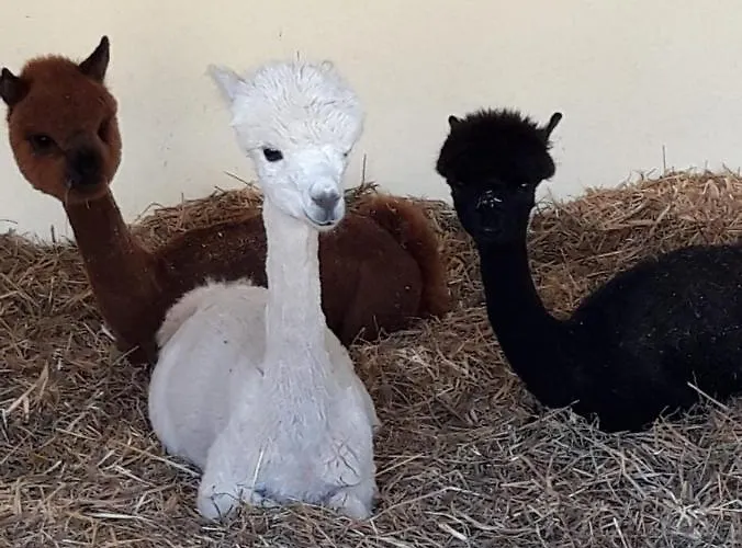 Wegscheider Apartment